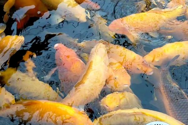 芥子锦鲤能成为带头大哥的原因，性情活泼、胆子较大是主要因素