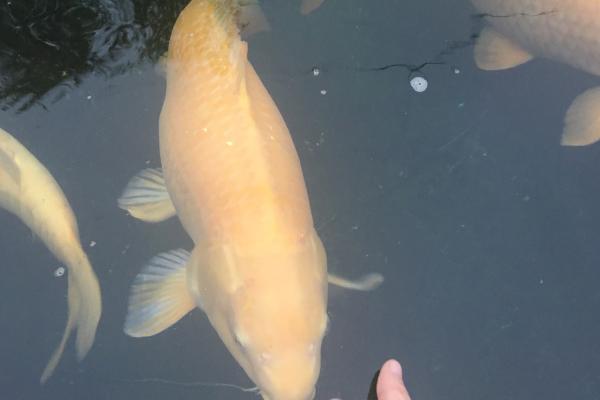 芥子锦鲤能成为带头大哥的原因，性情活泼、胆子较大是主要因素