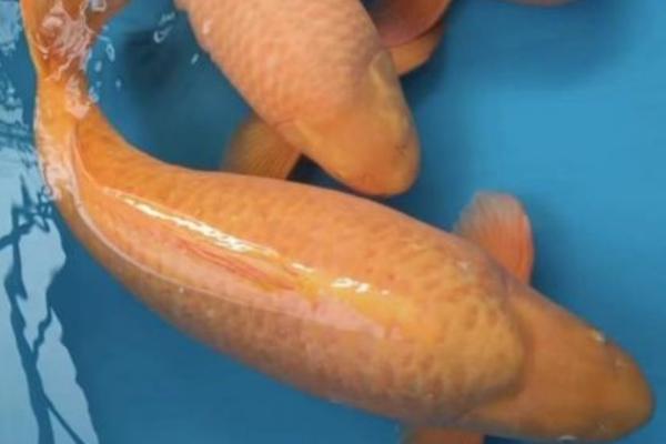 芥子锦鲤能成为带头大哥的原因，性情活泼、胆子较大是主要因素