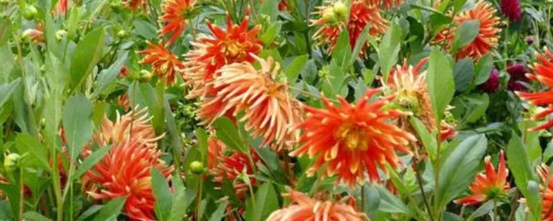 大丽花是不是宿根花卉