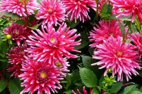 大丽花是不是宿根花卉,属于多年生宿根花卉