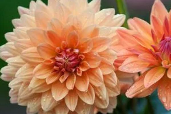 大丽花是不是宿根花卉,属于多年生宿根花卉