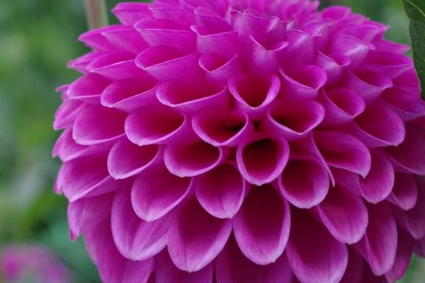 大丽花是不是宿根花卉,属于多年生宿根花卉