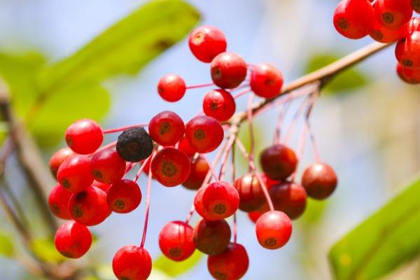 相思豆有毒吗,相思豆饰品通常是没毒的