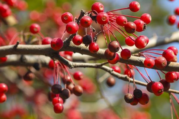 相思豆有毒吗,相思豆饰品通常是没毒的