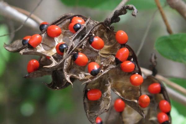 相思豆有毒吗,相思豆饰品通常是没毒的