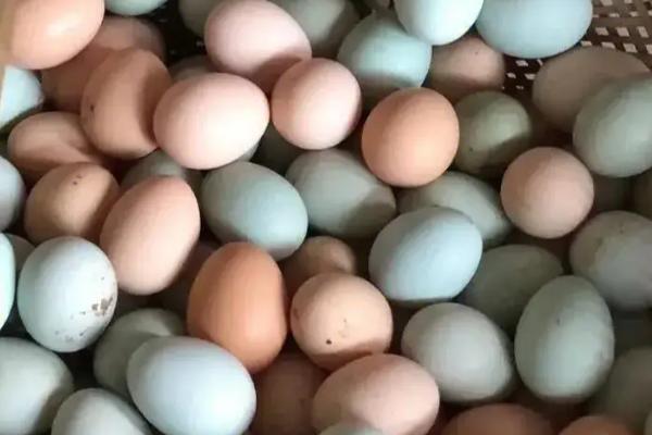 土鸡蛋和普通鸡蛋的区别,外观、蛋黄和口感均不同