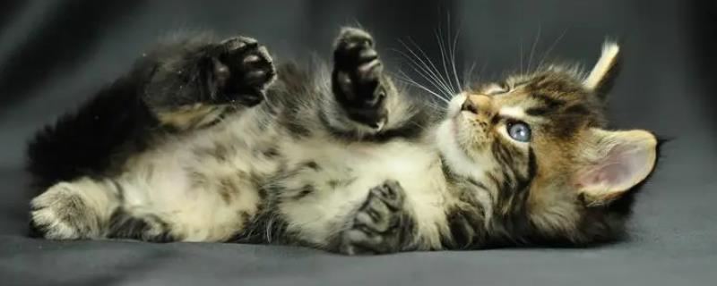 猫咪发腮吃什么