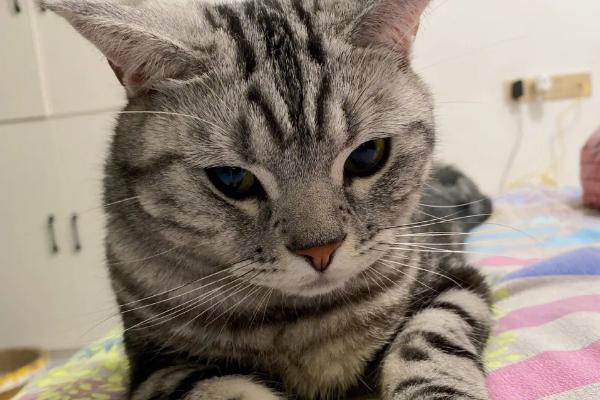 猫咪发腮吃什么，需合理喂食营养丰富的食物