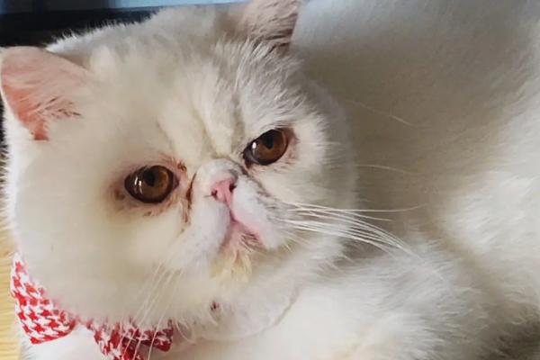 猫咪发腮吃什么，需合理喂食营养丰富的食物