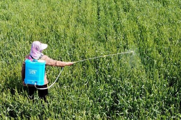 磷酸二氢钾的使用注意事项，可以和氮素化肥、微肥及农药混施