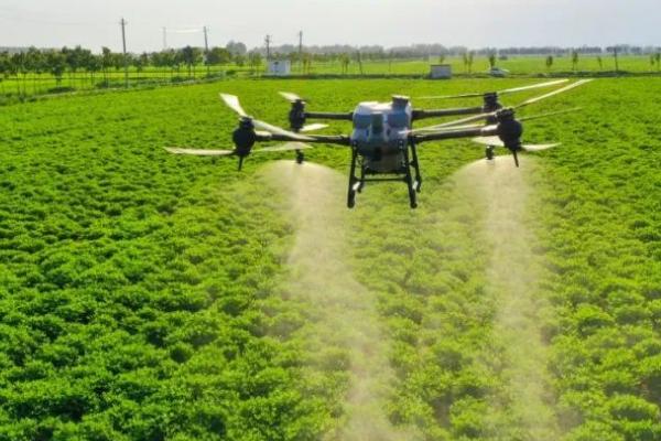 磷酸二氢钾的使用注意事项，可以和氮素化肥、微肥及农药混施