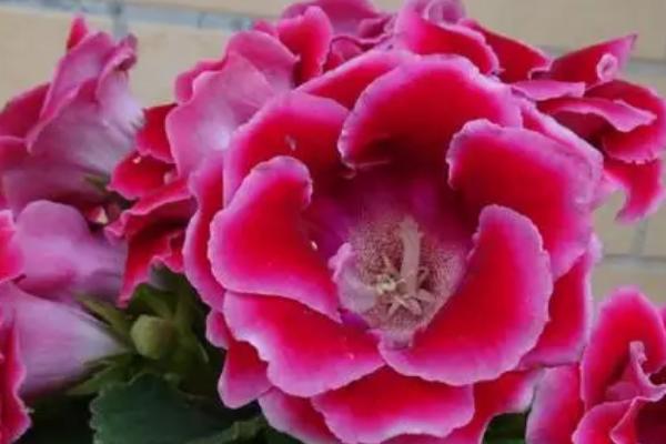 磷酸二氢钾的使用注意事项，可以和氮素化肥、微肥及农药混施