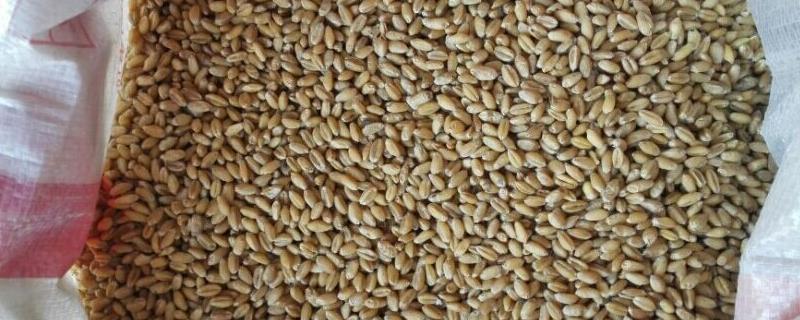小麦种子怕不怕冻