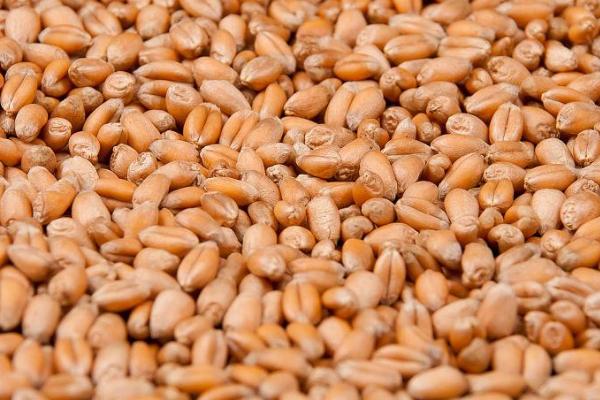 小麦种子怕不怕冻，比较怕冻、适宜存放温度为10℃左右