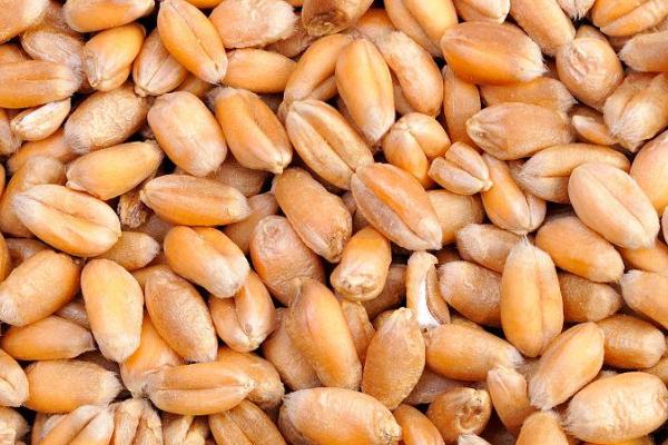 小麦种子怕不怕冻，比较怕冻、适宜存放温度为10℃左右