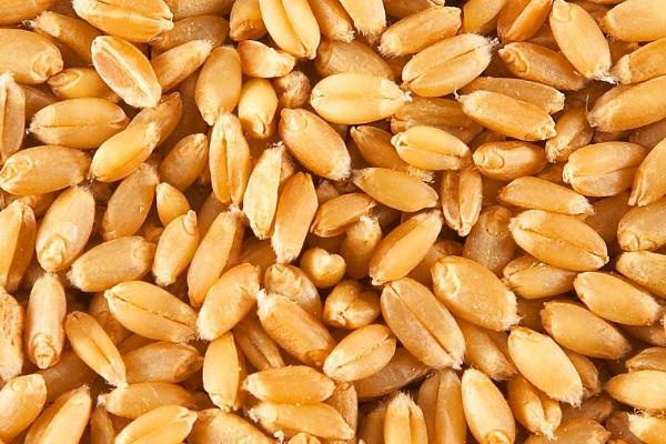 小麦种子怕不怕冻，比较怕冻、适宜存放温度为10℃左右