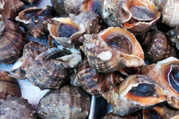 海螺怎么养,模拟海水的环境便能正常存活