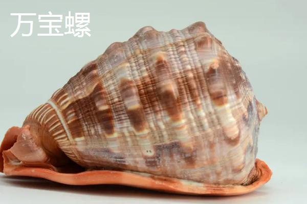 海螺怎么养,模拟海水的环境便能正常存活