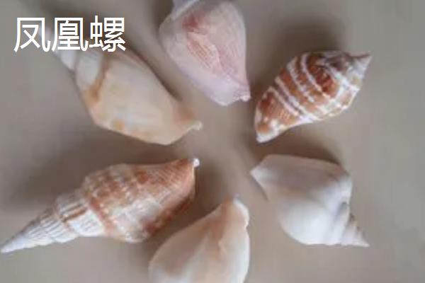 海螺怎么养,模拟海水的环境便能正常存活