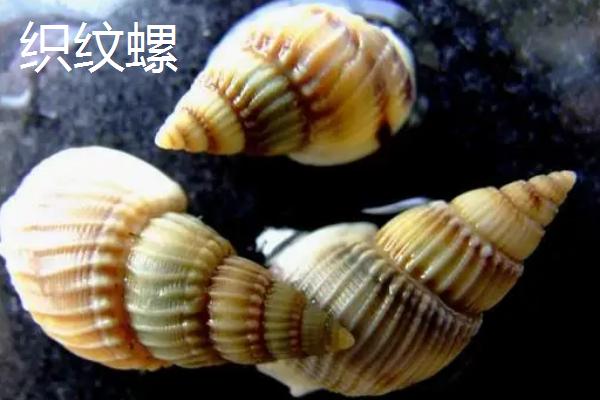 海螺怎么养,模拟海水的环境便能正常存活