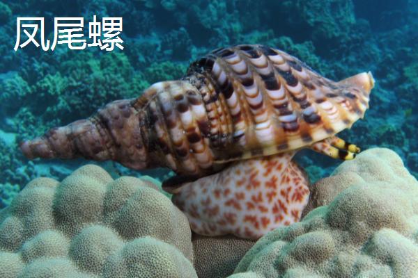 海螺怎么养,模拟海水的环境便能正常存活