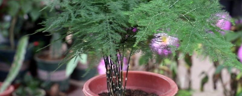 阳台种文竹好不好