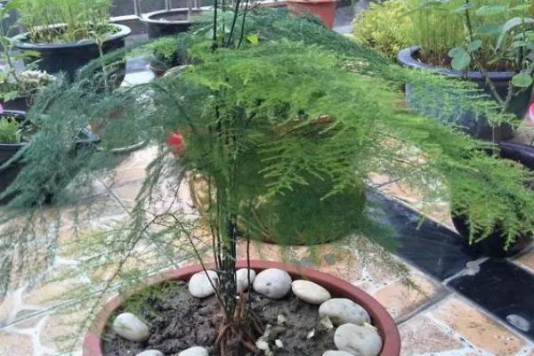 阳台种文竹好不好,可以放在阳台种植但要注意遮阴