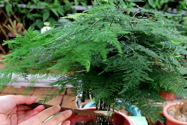 阳台种文竹好不好,可以放在阳台种植但要注意遮阴