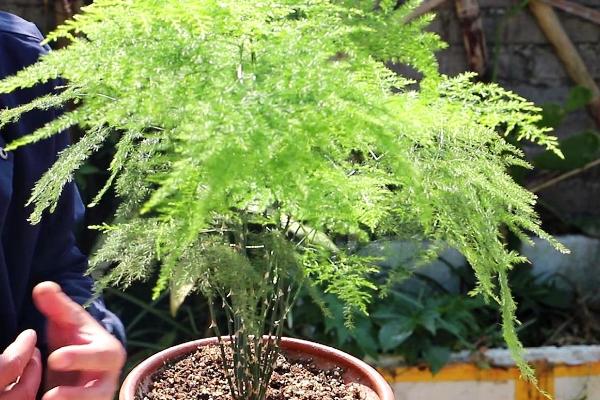 阳台种文竹好不好,可以放在阳台种植但要注意遮阴