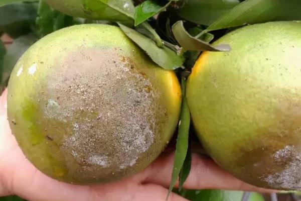 柑橘蒂腐病,多发生在果实采收后