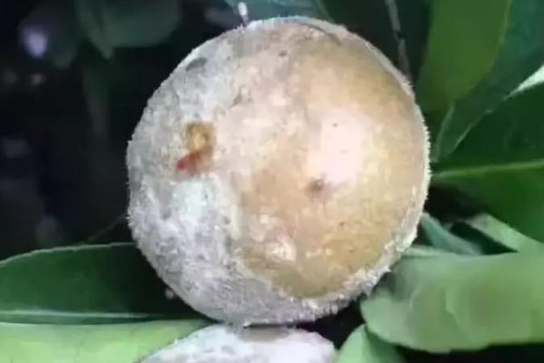 柑橘蒂腐病,多发生在果实采收后