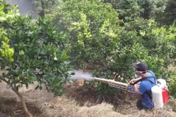 柑橘蒂腐病,多发生在果实采收后