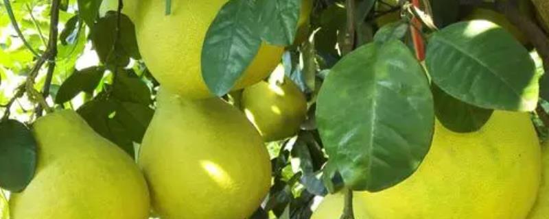 剥了皮的柚子如何保存