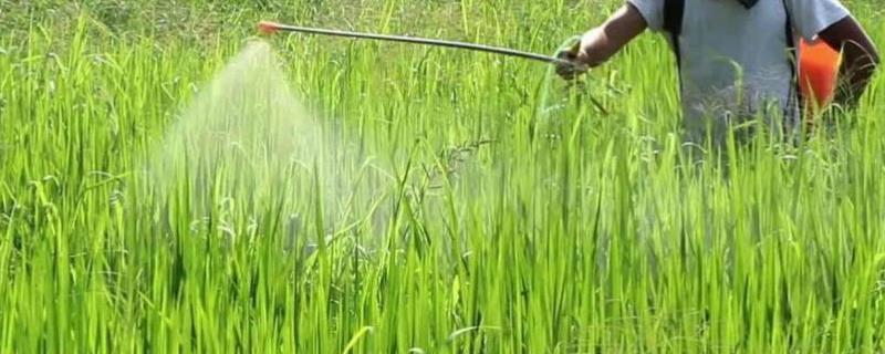 多效唑的使用方法