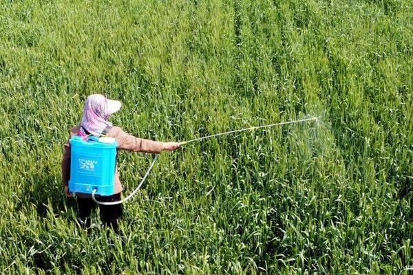多效唑的使用方法,不同花卉和土质的喷施方法不同