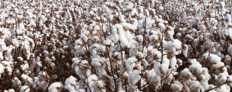 棉花的特点