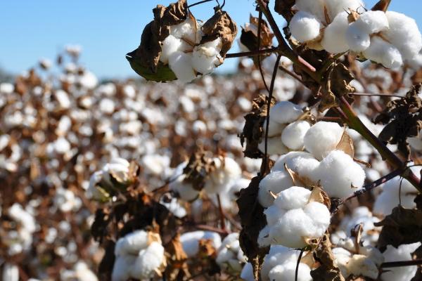 棉花的特点,既保暖又耐热还卫生