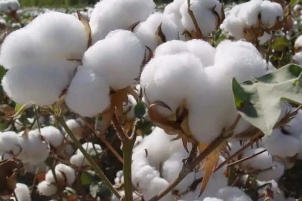 棉花的特点,既保暖又耐热还卫生