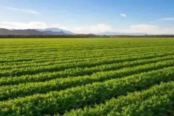 农业包括哪些行业，狭义的农业单指种植业