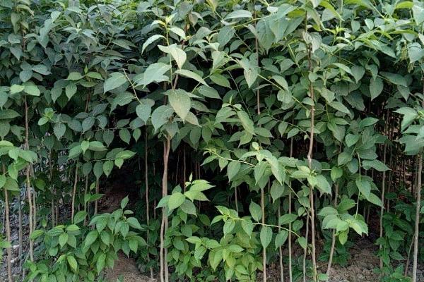 杜仲怎么繁殖,可采取播种、扦插、压条等方式