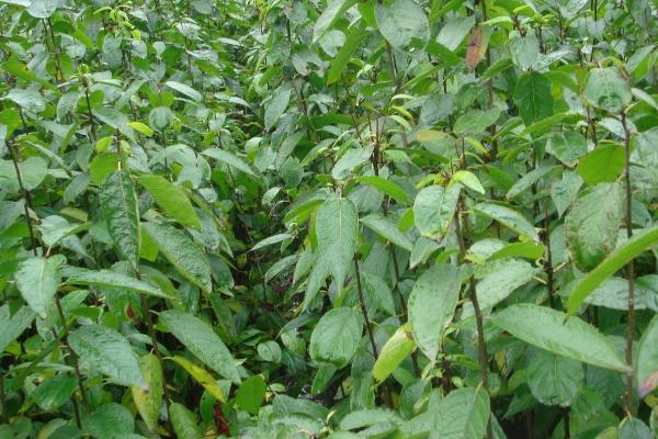 杜仲怎么繁殖,可采取播种、扦插、压条等方式