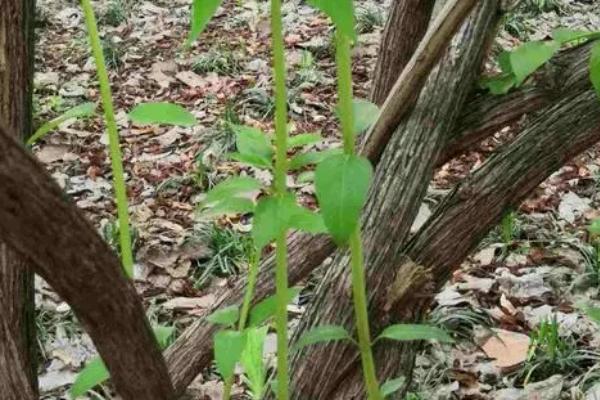 杜仲怎么繁殖,可采取播种、扦插、压条等方式