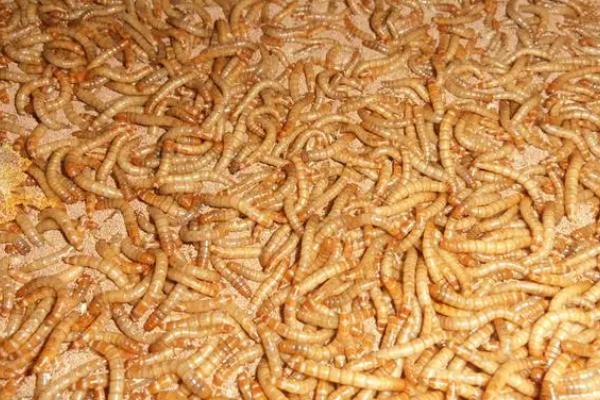 黄粉虫吃什么，植物原料和加工品饲料均可