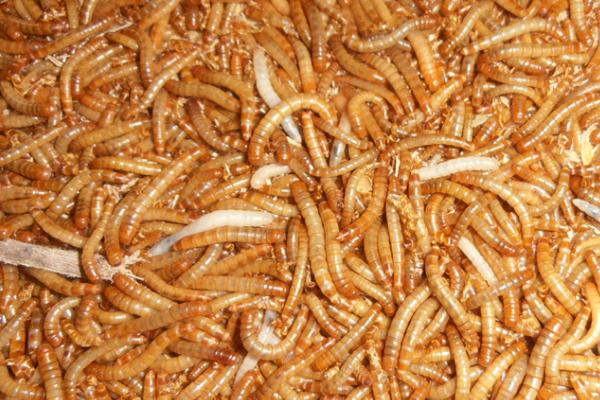 黄粉虫吃什么，植物原料和加工品饲料均可