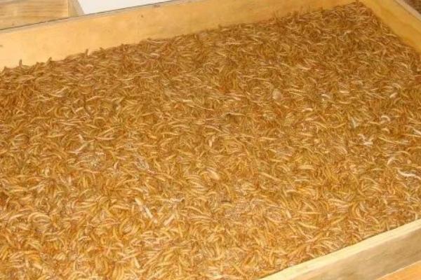 黄粉虫吃什么，植物原料和加工品饲料均可