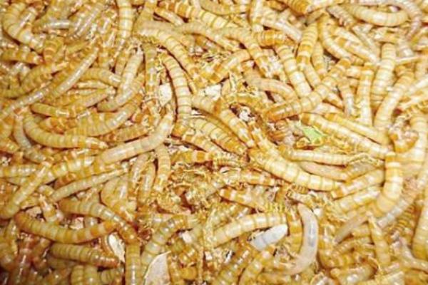黄粉虫吃什么，植物原料和加工品饲料均可