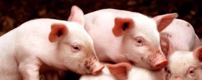 猪养多长时间可以生小猪