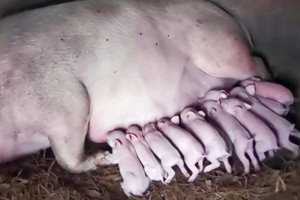 猪养多长时间可以生小猪,养5-12个月即可交配繁殖