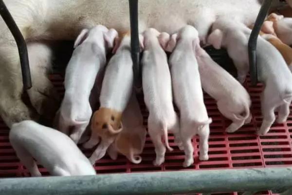 猪养多长时间可以生小猪,养5-12个月即可交配繁殖